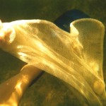 Snorkeling for Scallops