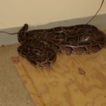 Everglades Snake snake