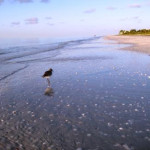 Shore Bird Sanibel Island Shore Bird, Sanibel Island, Florida