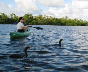 Fishing Cormorants during Paddle with Tarpon Bay Explorers