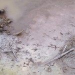 Everglades Footprints, March 2008
