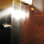 One of Many Ladybugs, Embassy Suites Birmingham, Alabama, Feb. 2010