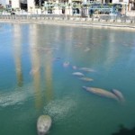 march172010manatees