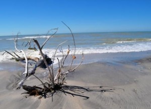 Stump Pass Beach State Park, Fla., Shell Tree, Feb. 2010