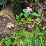 Fungus and Flower, Olympic National Forest, April 2010