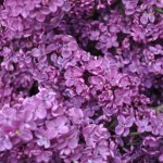 Lilacs from Portland, Ore.