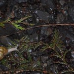 Snail in Olympic National Forest, Washington, April 2010