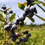 Blueberries at English Lake Farm, U-Pick Farm in Southwest Florida