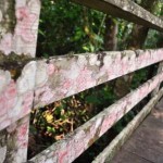 Lichen on Fence, Corkscrew Swamp Sanctuary, Naples, Fla. Lichen on Fence, Corkscrew Sanctuary, Naples, Fla.