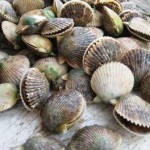 Scallops Collected in Citrus County, Fla.