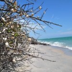 Shell Tree at Stump Pass Beach State Park, Florida