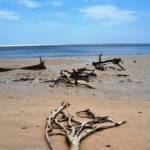 Driftwood at Blackrock Beach, Big Talbot Island State Park Driftwood at Blackrock Beach, Big Talbot Island State Park