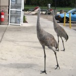 Panhandling Sandhill Cranes, ChampionsGate, Florida