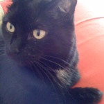 My Cat My Cat