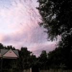 Bats Heading Out into the Night from the University of Florida Bat House