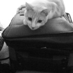 My Cat Knows I