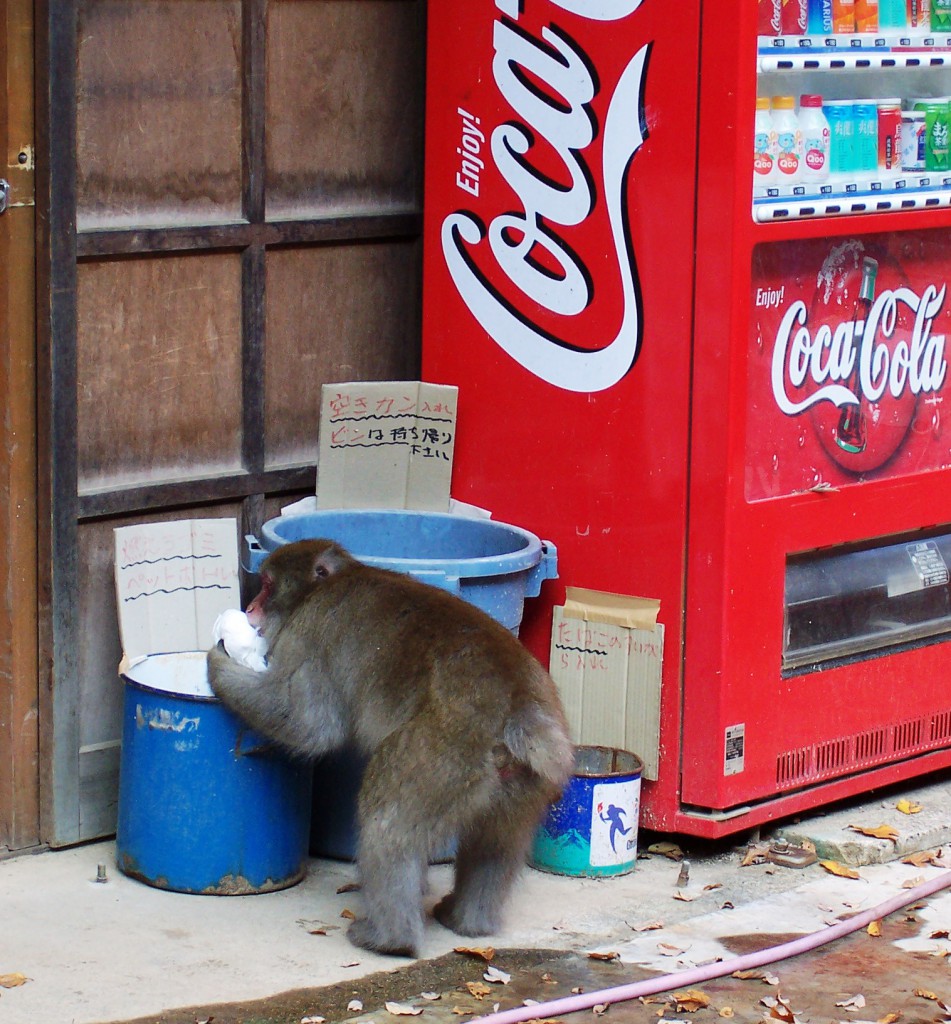Monkey Outside Jigokudani Wild Monkey Park Scavenges for Food, Japan