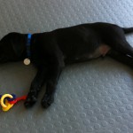 JP, a Guide Dog in Training, in Sarasota, Fla.