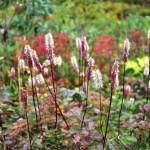 Beautiful Fall Colors at Independence Mine State Historic Park, Near Palmer, Alaska