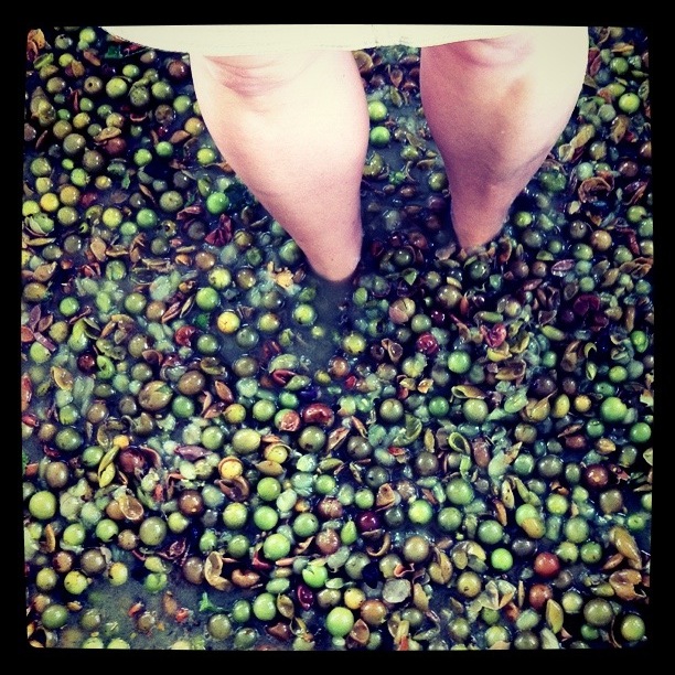 Doing My Part for Foot Stomped Wine, Henscratch Farms, Lake Placid, Fla. Doing My Part for Foot Stomped Wine, Henscratch Farms, Lake Placid, Fla.