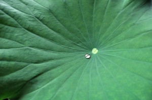 Bead of Water, Naples Botanical Garden, Florida
