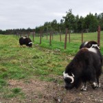 Musk Ox Graze on the Farm in Palmer, Alaska Musk Ox Graze on the Farm in Palmer, Alaska