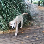 How Does this Pup Keep Cool During Dog Days of Summer?