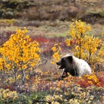 Grizzly Bear Chilling in Denali National Park, Aug. 2011 Grizzly Bear Chilling in Denali National Park, Aug. 2011