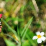 Tiny Butterfly, Wildflower Preserve, Cape Haze, Fla., Dec. 3, 2011 Tiny Butterfly, Wildflower Preserve, Cape Haze, Fla., Dec. 3, 2011
