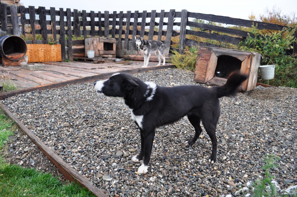 Dogs at High Camp Kennels, Healy, Alaska
