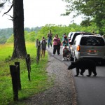 Enjoy Wildlife from a Distance During National Park Week (Photo: Great Smoky Mountain National Park, Tenn.) Enjoy Wildlife from a Distance During National Park Week (Photo: Great Smoky Mountain National Park, Tenn.)