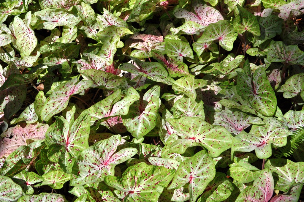Caladium at Selby Botanical Gardens, Sarasota, Fla. Caladium at Selby Botanical Gardens, Sarasota, Fla.
