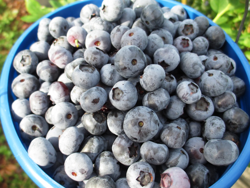 Berrylicious! Blueberries Picked from Berry Best Farm in Punta Gorda, Fla. Berrylicious! Blueberries Picked from Berry Best Farm in Punta Gorda, Fla.