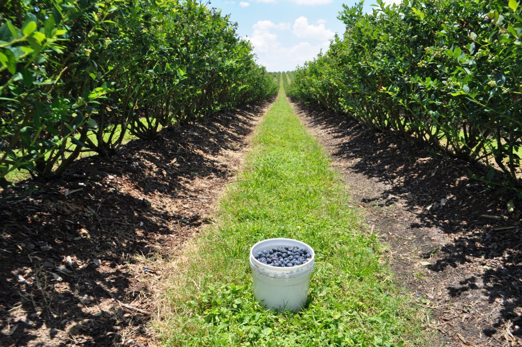 Bucket of Berries from Spring Valley Farms’ 2013 Blueberry Gleaning